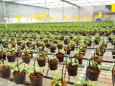 Créditos Shutterstock