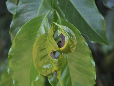 Cresce a incidência da phoma cafeeira - Crédito Cristiano Soares de Oliveira