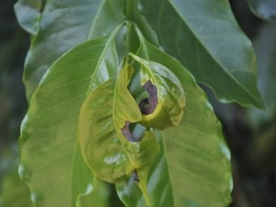 Cresce a incidência da phoma cafeeira - Crédito Cristiano Soares de Oliveira