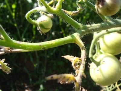Cresce a incidência de septoriose em tomate - Créditos Ricardo Borges Pereira