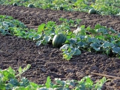 Cresce o uso de gotejo em melancia - Crédito Shutterstock