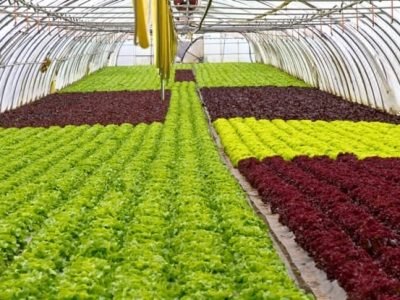 Cultivo protegido reduz em até 3x consumo de água - Créditos Shutterstock