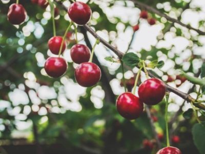 Foto-01-Divulgacao-Telefone