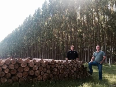 Dual Forest - Crédito Divulgação