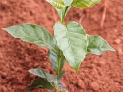 Foto-01-É-hora-do-plantio-de-café-Crédito-Luize-Hess