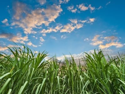 Foto: Shutterstock