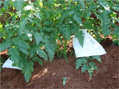 Ensacamento das pencas de tomate evita brocas-  Créditos Dirceu Pratissoli