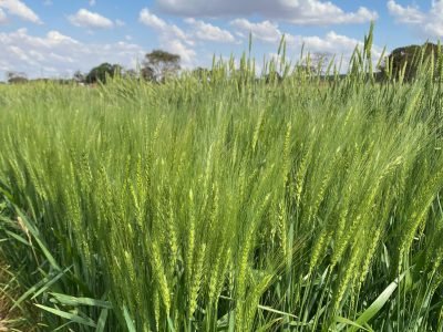 A biotecnologia utiliza um gene do girassol (HaHB4) que confere maior tolerância à seca.
Créditos: Bioceres Crop Solutions