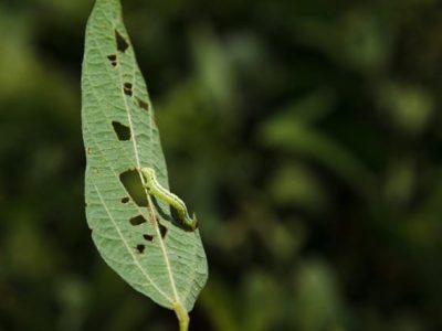 Enxofre com inseticida proporciona maior eficiência no controle de lagartas - Crédito Shutterstock