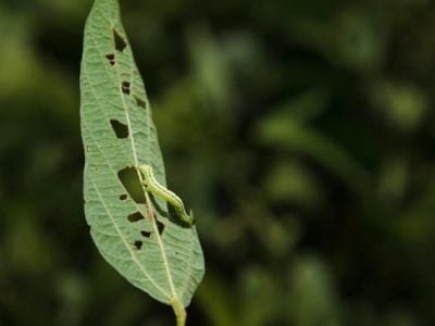 Enxofre com inseticida proporciona maior eficiência no controle de lagartas - Crédito Shutterstock