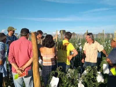 Equipe Tomatecem  treinamento a um novo grupo de produtores na região de Baldim e Jaboticatubas  - Crédito Agrocinco