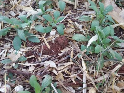 Exemplo de planta de buva servindo de abrigo para percevejos durante a entressafra - Fotos UFPR