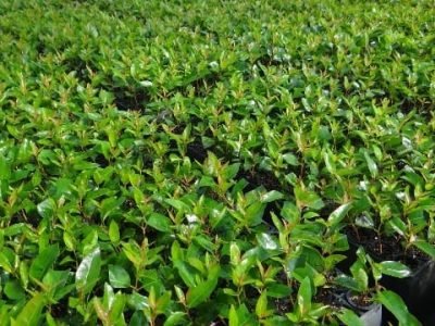 Fatores determinantes no enraizamento de mudas de eucalipto - Crédito Allan Camatta Mônico