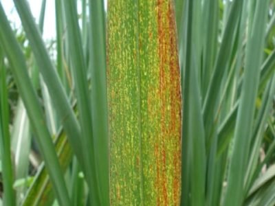 Foto-01-Ferrugem-alaranjada-em-cana-Crédito-Pery-Figueiredo