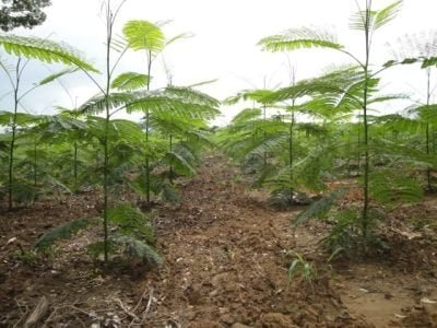 Fertilizante de liberação lenta no desenvolvimento de mudas de paricá - Crédito Edson Crodilo