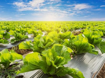 Foto-01-Fertilizantes-com-algas-promovem-efeito-fisioativador-Créditos-Shutterstock