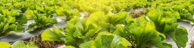 Foto-01-Fertilizantes-com-algas-promovem-efeito-fisioativador-Créditos-Shutterstock