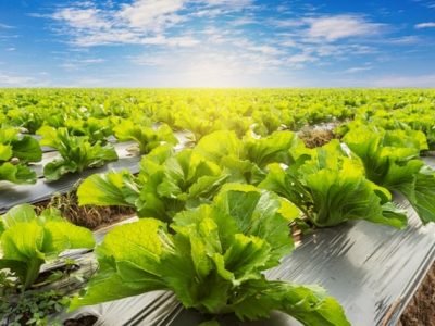 Foto-01-Fertilizantes-com-algas-promovem-efeito-fisioativador-Créditos-Shutterstock