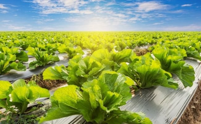 Foto-01-Fertilizantes-com-algas-promovem-efeito-fisioativador-Créditos-Shutterstock