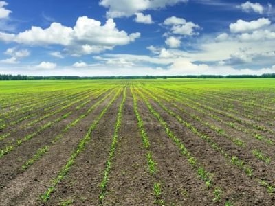 Fertilizantes especiais - um novo patamar de produtividade - Créditos Shutterstock