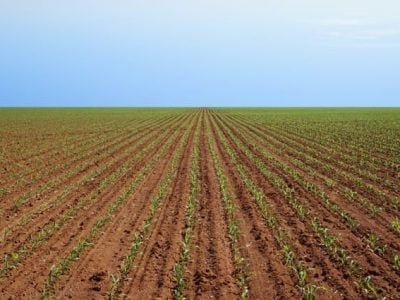 Fevereiro é o mês de definir a segunda safra - Créditos Ademir Torchetti