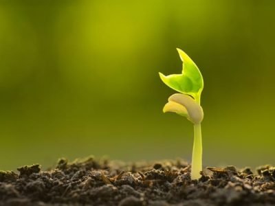 Fosfito de potássio reduz estresse nas plantas - Créditos Shutterstock