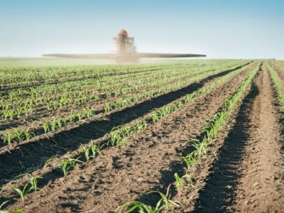 Fosfito é aliado no controle da phaeosphaeria em milho - Crédito Shutterstock