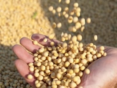 Fósforo é aliado da alta produtividade da soja - CréditoShutterstock