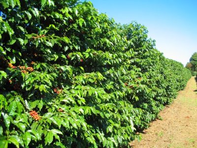 Foto-01-Foto-Daniel-Vieira