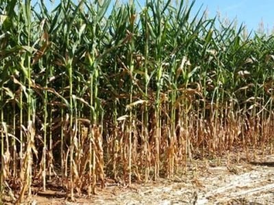 Foto José Roberto Malaquias