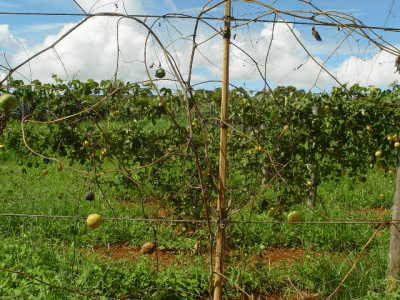 Fotos Alexei Dianese