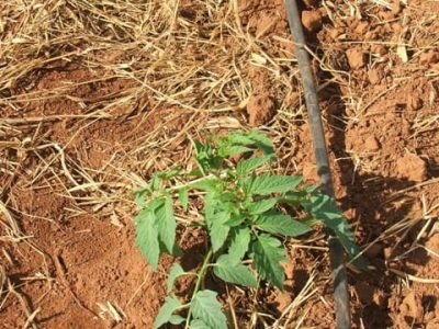 Fotos Ana Maria Diniz