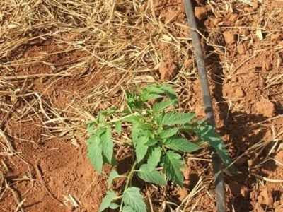 Fotos Ana Maria Diniz