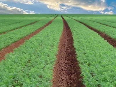 Fotos Ana Maria Diniz