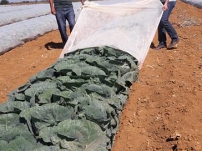 Fotos Antônia Guerra