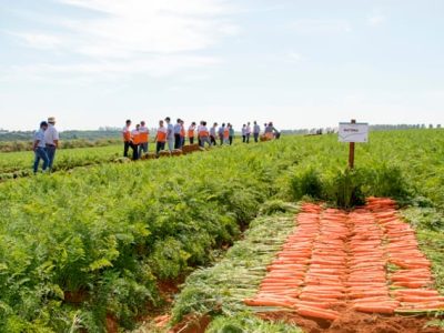 Crédito Bejo Sementes