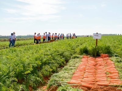 Crédito Bejo Sementes
