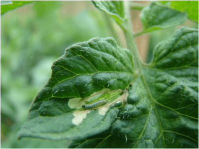 Fotos Dirceu Pratissoli
