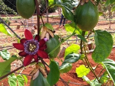 Fotos Embrapa Cerrados