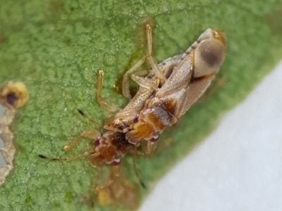 Foto-01-Fotos-Embrapa-Florestas