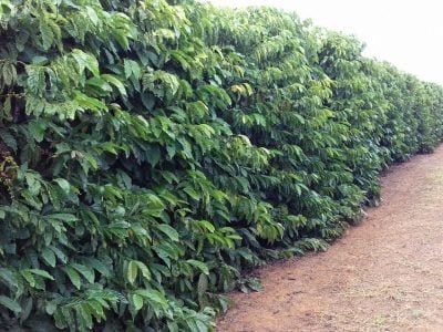 Fotos José Braz Matiello