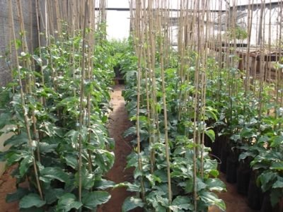 Fotos José Carlos Cavichioli