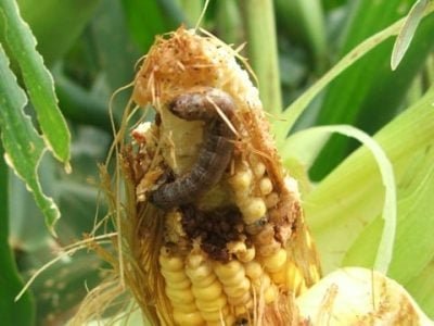 Foto-01-Fotos-Luize-Hess