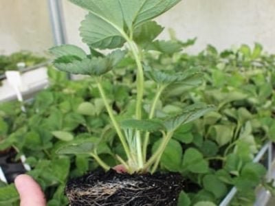 Fotos Michel Aldrighi Gonçalves