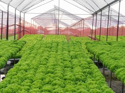 Fotos Nature Hidroponia