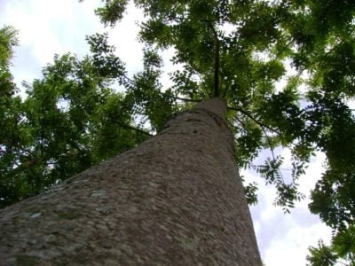 Fotos Ricardo Vilela