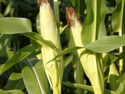 Foto-01-Fotos-Shutterstock