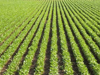 Nutrição foliar com compostos orgânicos e potássio na soja - Crédito Shutterstock