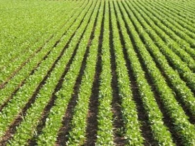 Nutrição foliar com compostos orgânicos e potássio na soja - Crédito Shutterstock