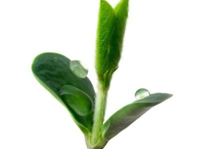 Foto-01-Fotos-Shutterstock-3